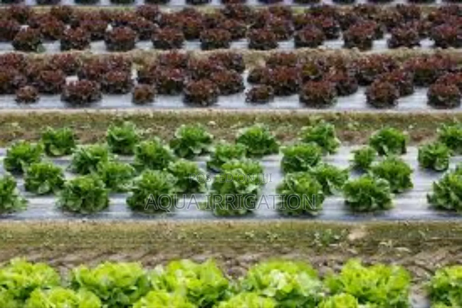 Protect Your Plants With High-Quality Mulch