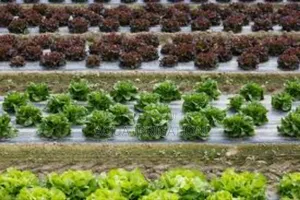 Protect Your Plants With High-Quality Mulch