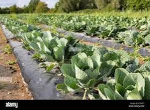 Mulch Film Paper – Less Work, More Harvest - thumbnail 2