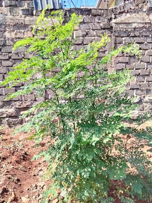 Moringa Oleifera Seedlings - main view