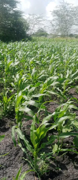 Machakos Vota 1 Acre on Sale