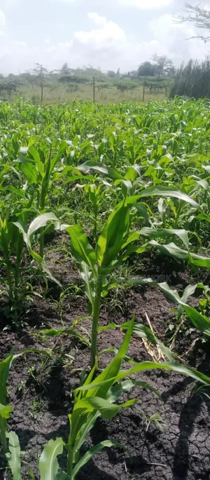 Machakos Vota 1 Acre on Sale