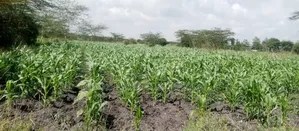 Machakos Vota 1 Acre on Sale