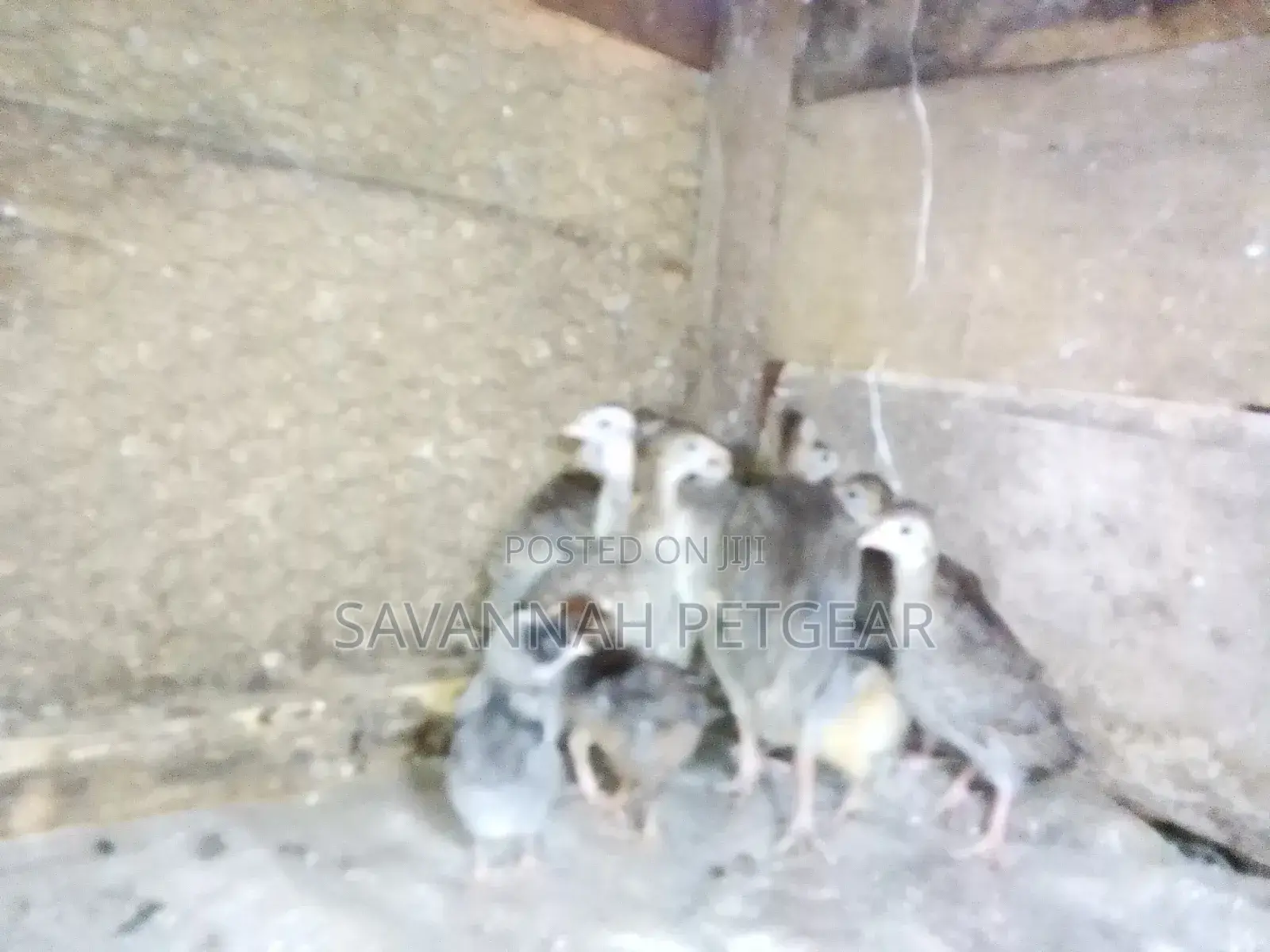 3 Weeks Old Kanga Keets Guinea Fowl Chicks
