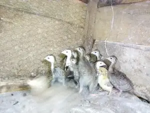 3 Weeks Old Kanga Keets Guinea Fowl Chicks
