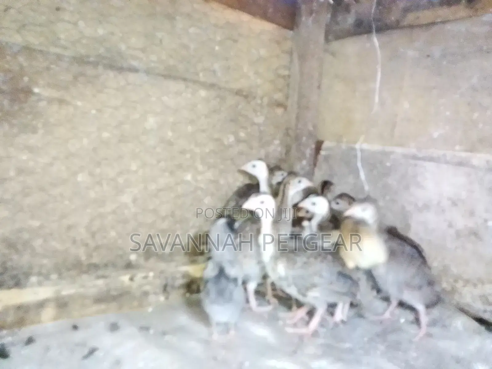 3 Weeks Old Kanga Keets Guinea Fowl Chicks