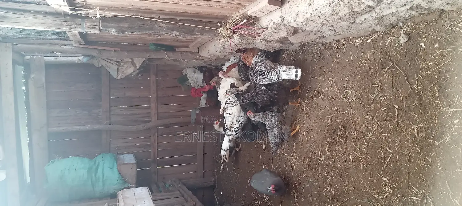 Chicks, Chicken and Ducks for Sale.