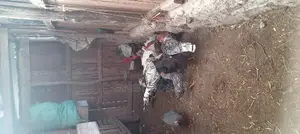Chicks, Chicken and Ducks for Sale.