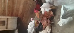 Chicks, Chicken and Ducks for Sale.