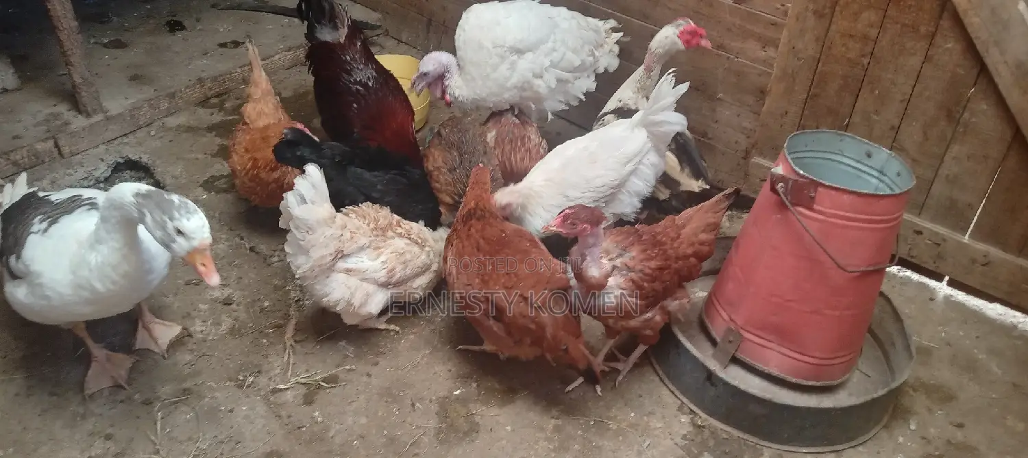 Chicks, Chicken and Ducks for Sale.