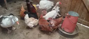Chicks, Chicken and Ducks for Sale.