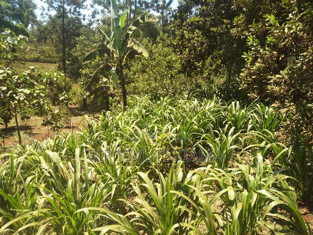 Super Napier Pakchong F1 Fodder Seedlings