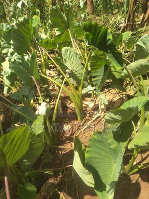 Arrow Root Splits for Planting - thumbnail 2