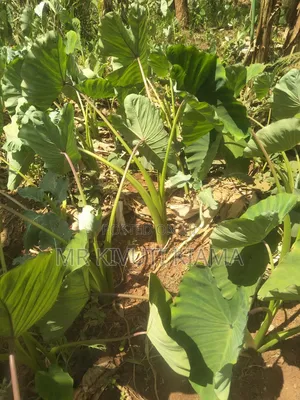 Arrow Root Splits for Planting