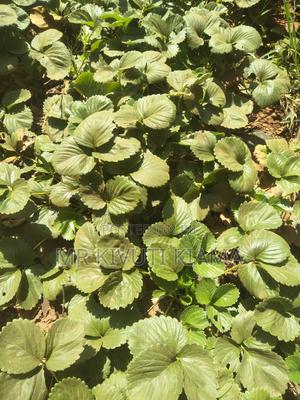 Holy Communion Items for Sale - thumbnail 2