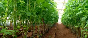 Anna F1 Tomatoes