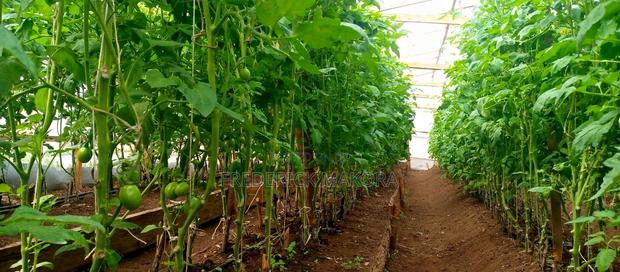 Anna F1 Tomatoes - thumbnail 3