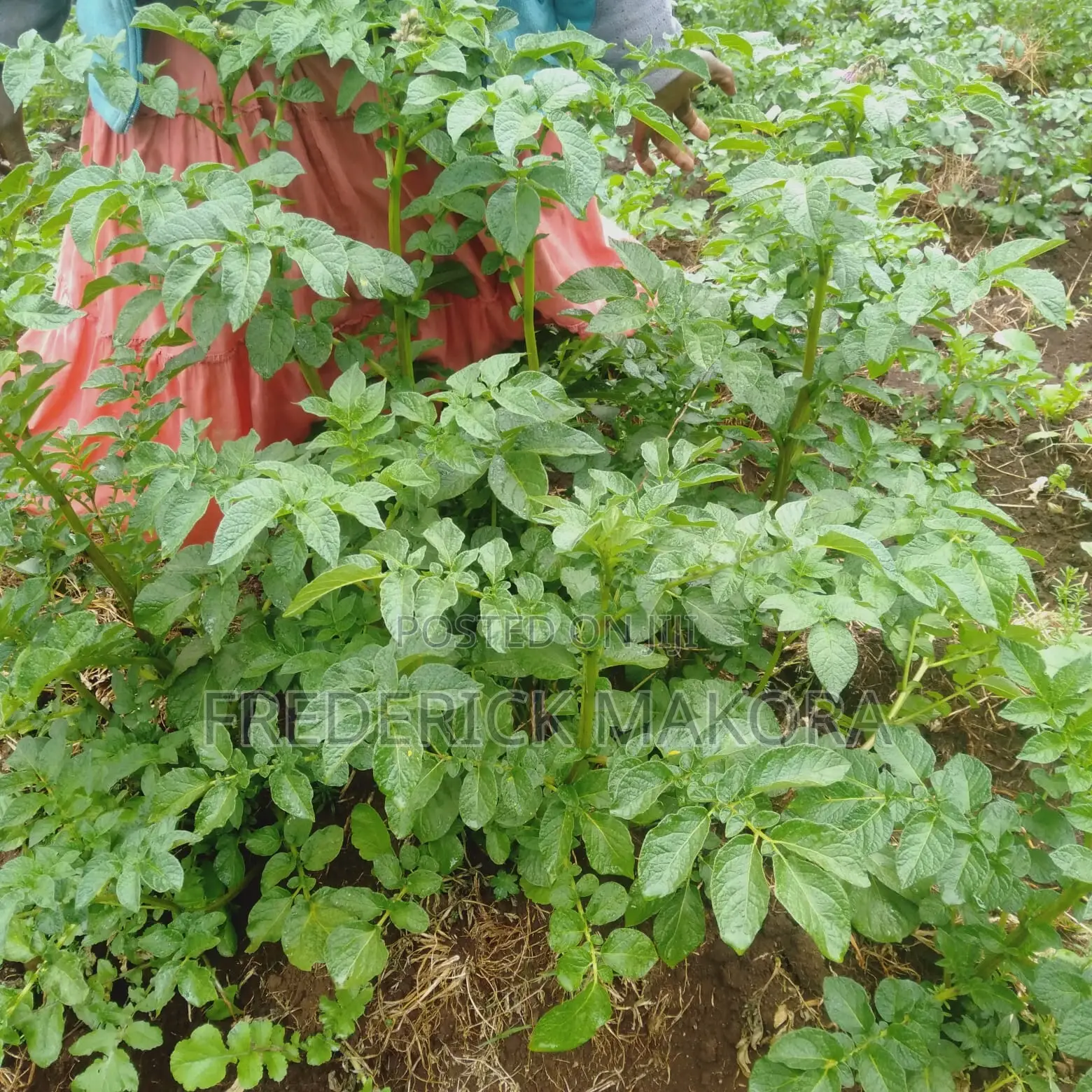 Farm Products