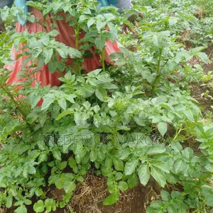 Farm Products