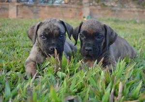 1-3 months Male Purebred Boerboel