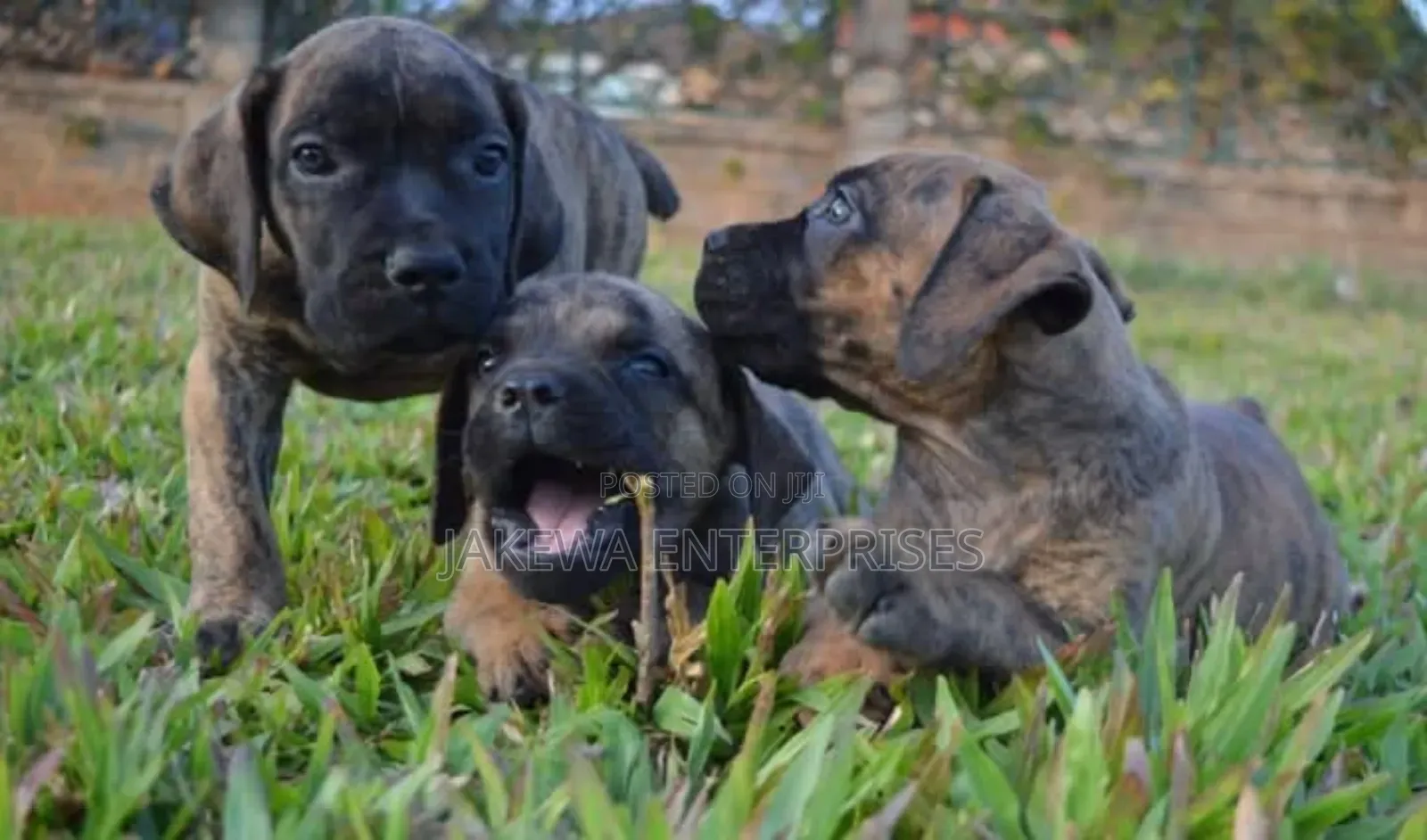 1-3 months Male Purebred Boerboel