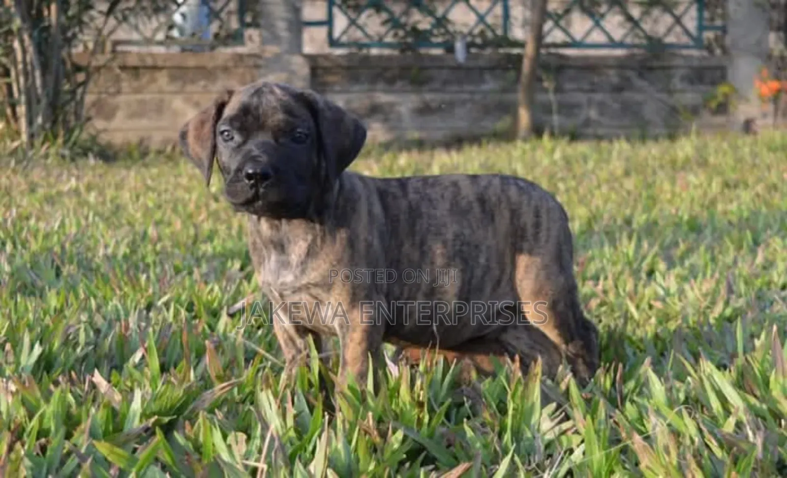 1-3 months Male Purebred Boerboel