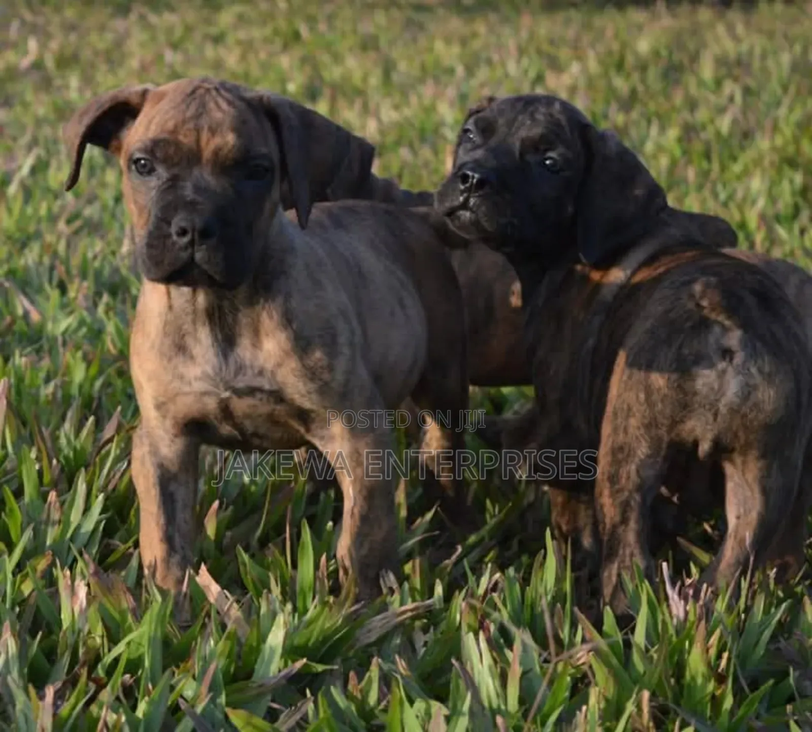1-3 months Male Purebred Boerboel