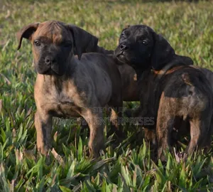 1-3 months Male Purebred Boerboel