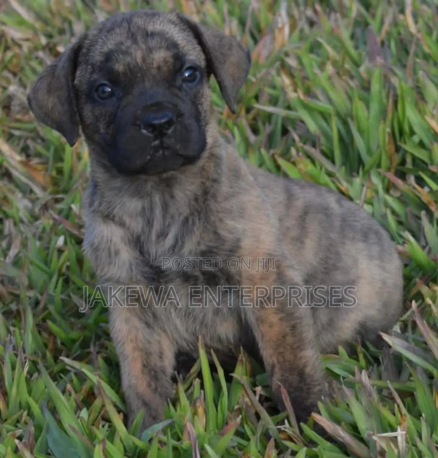 1-3 months Male Purebred Boerboel