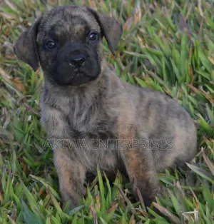 1-3 months Male Purebred Boerboel