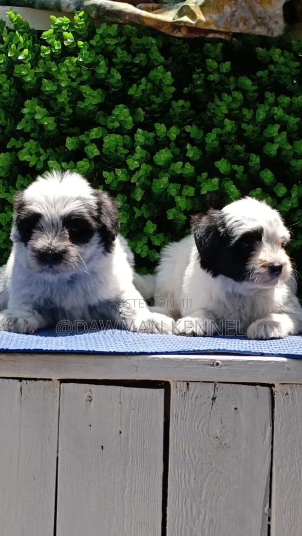 1-3 months Male Purebred Havanese - main view