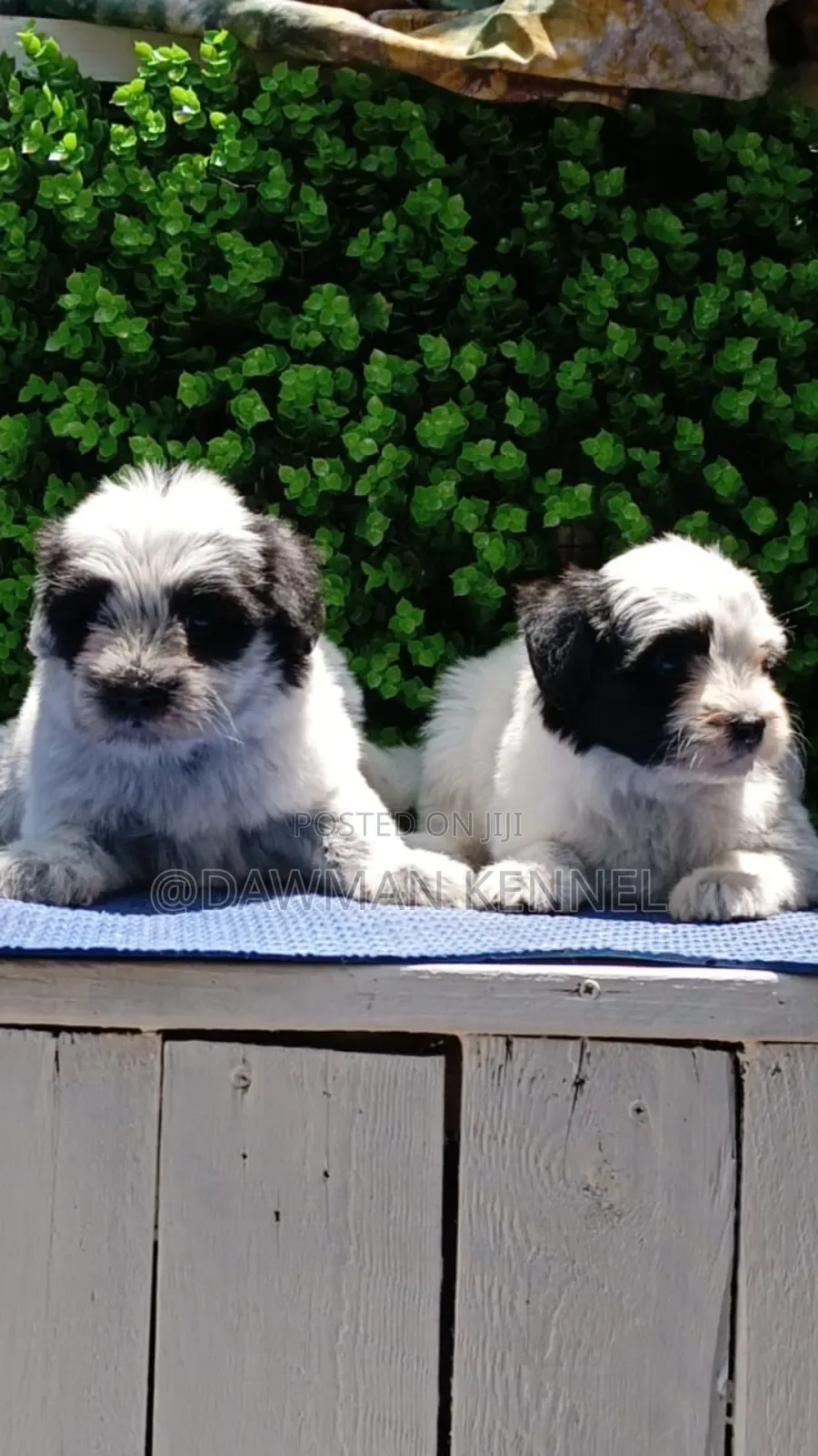 1-3 months Male Purebred Havanese