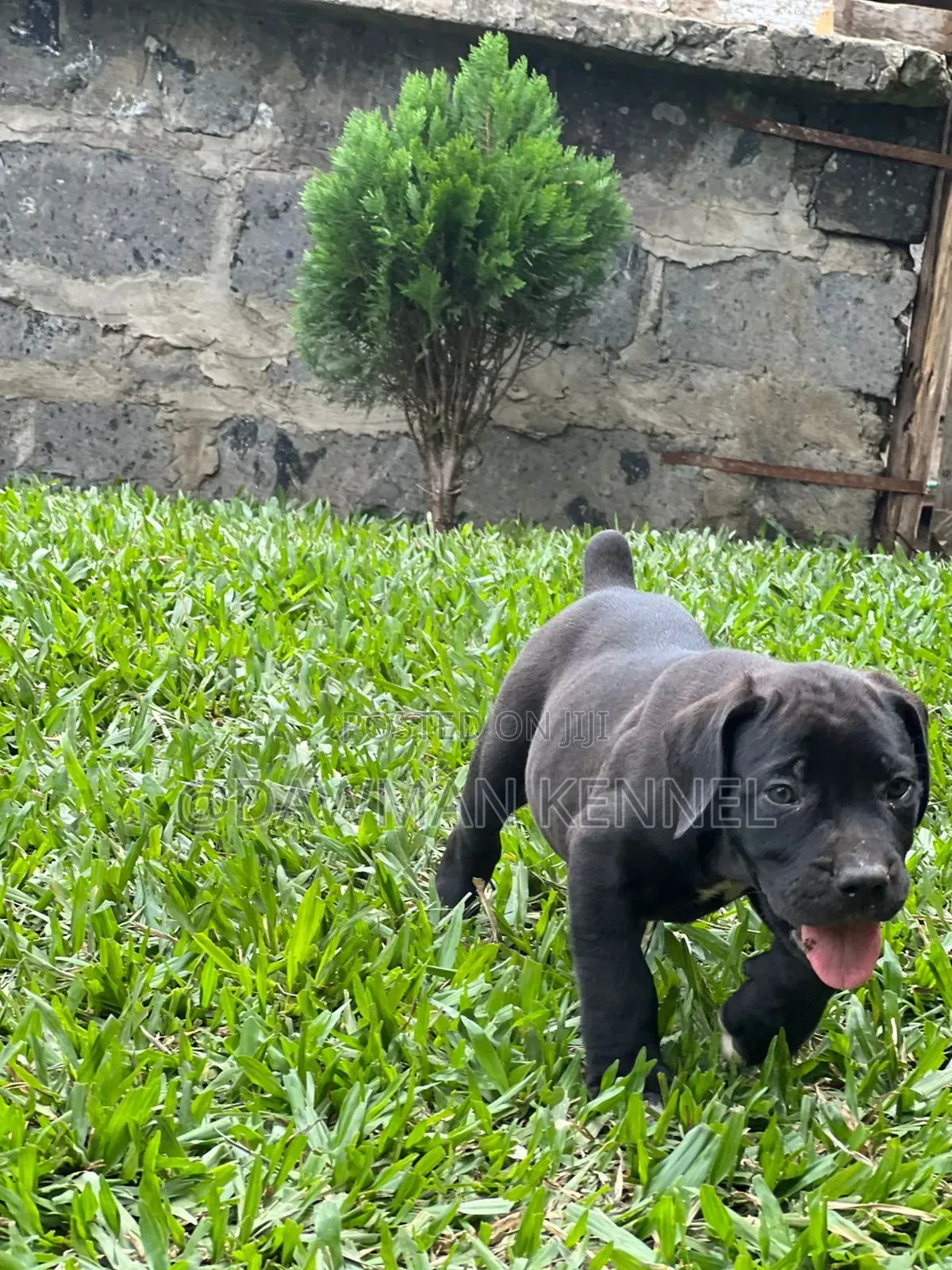 1-3 months Male Purebred Boerboel