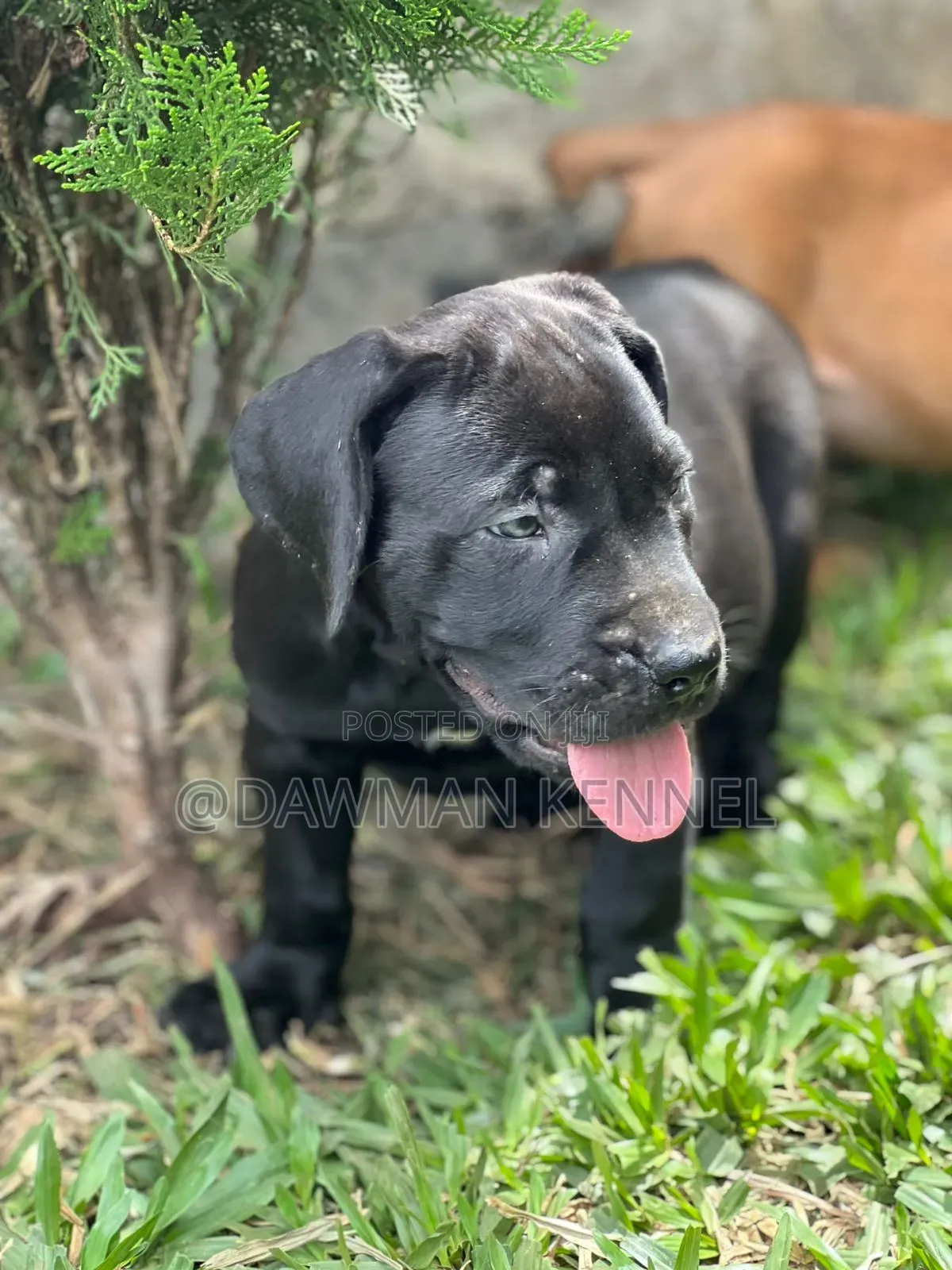 1-3 months Male Purebred Boerboel