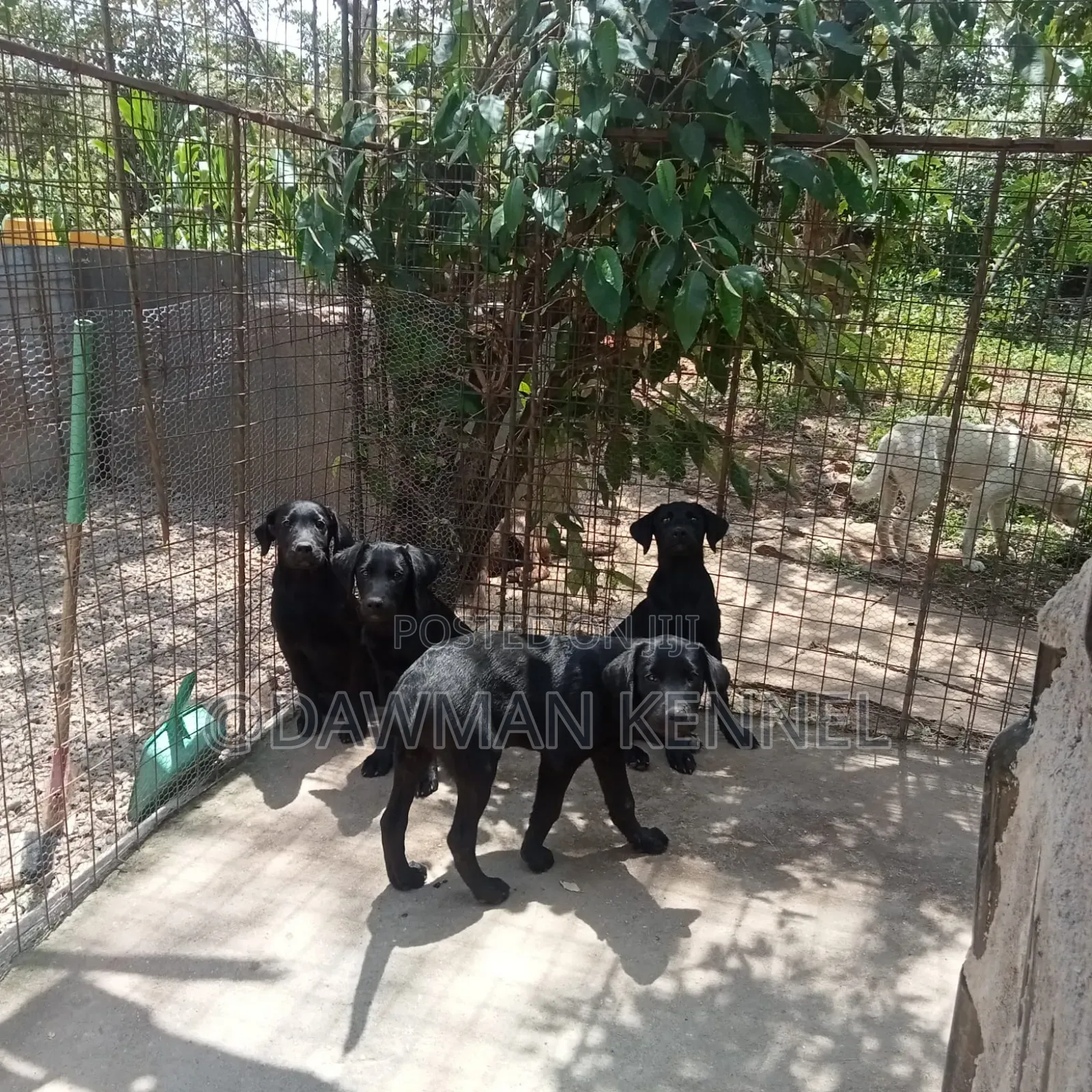 3-6 months Male Purebred Labrador Retriever