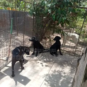 3-6 months Male Purebred Labrador Retriever