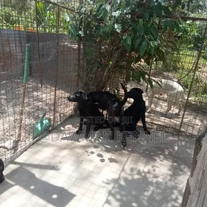 3-6 months Male Purebred Labrador Retriever