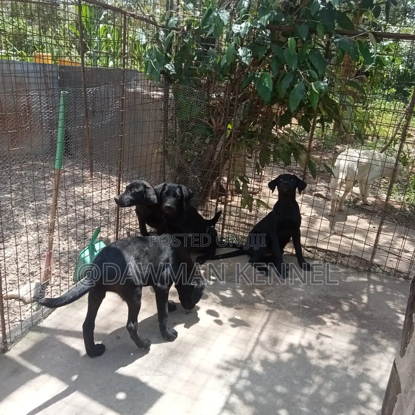 3-6 months Male Purebred Labrador Retriever