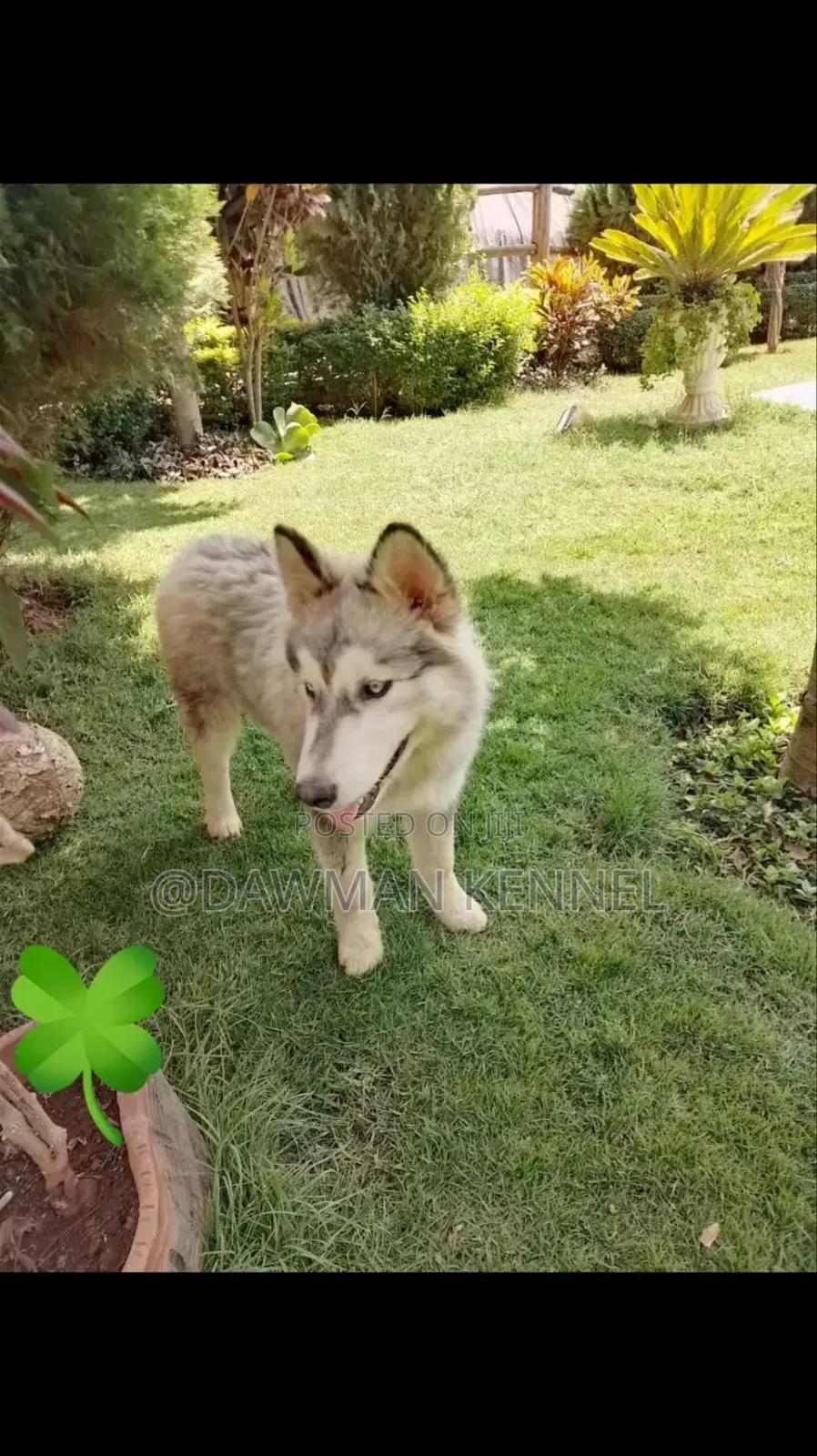 1-3 months Female Purebred Siberian Husky