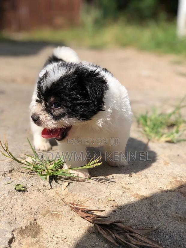 1-3 months Male Purebred Havanese - main view