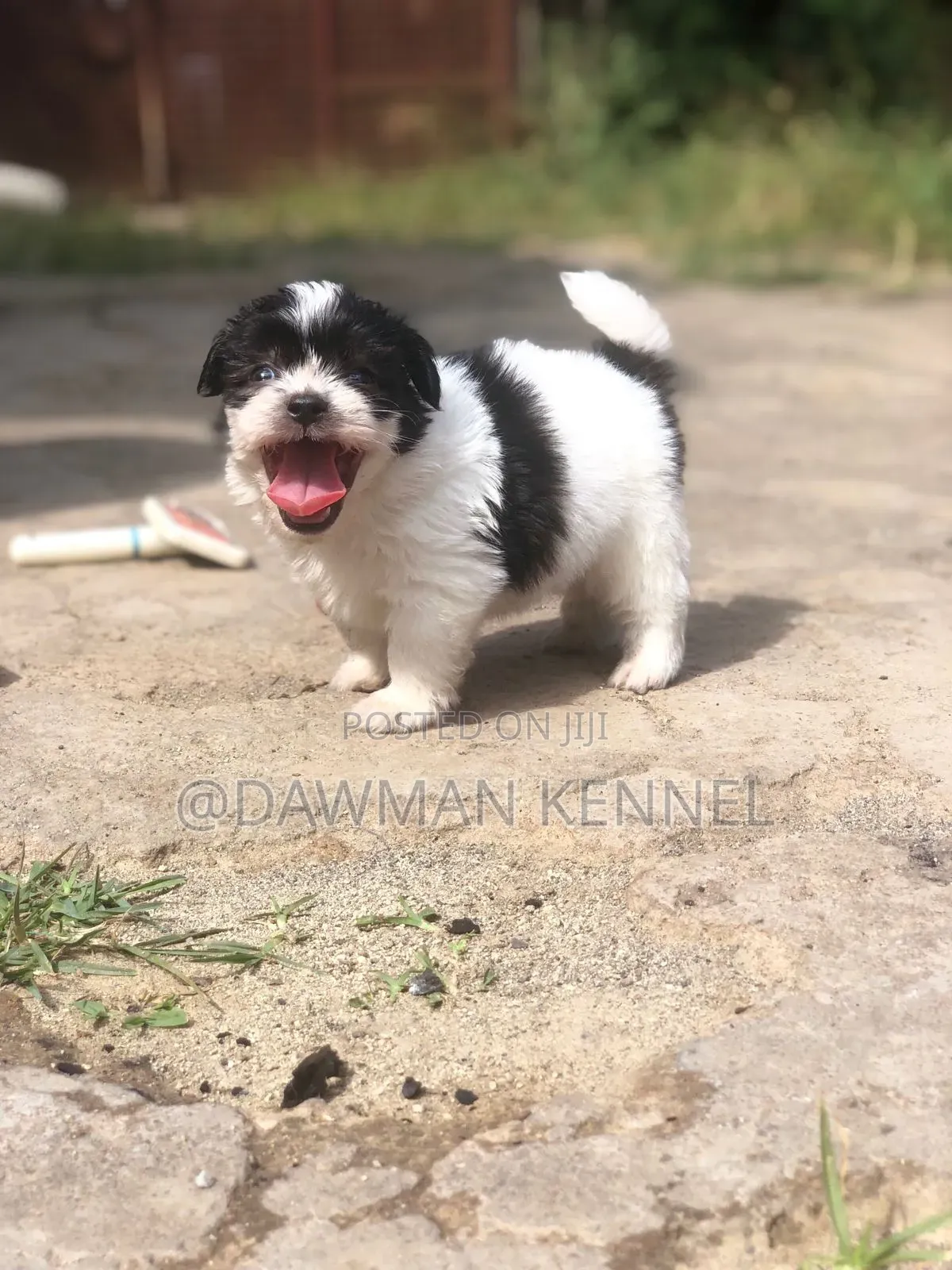 1-3 months Male Purebred Havanese