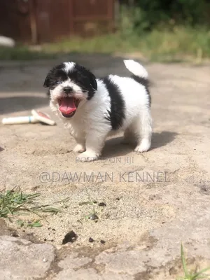 1-3 months Male Purebred Havanese