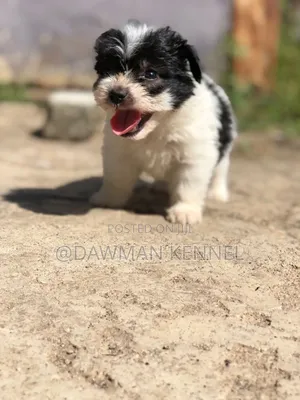 1-3 months Male Purebred Havanese