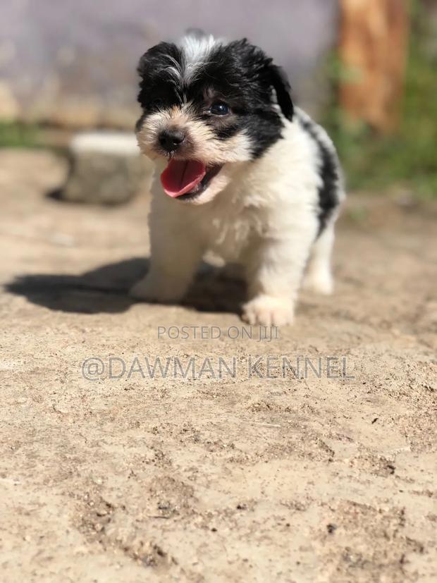 1-3 months Male Purebred Havanese - thumbnail 4