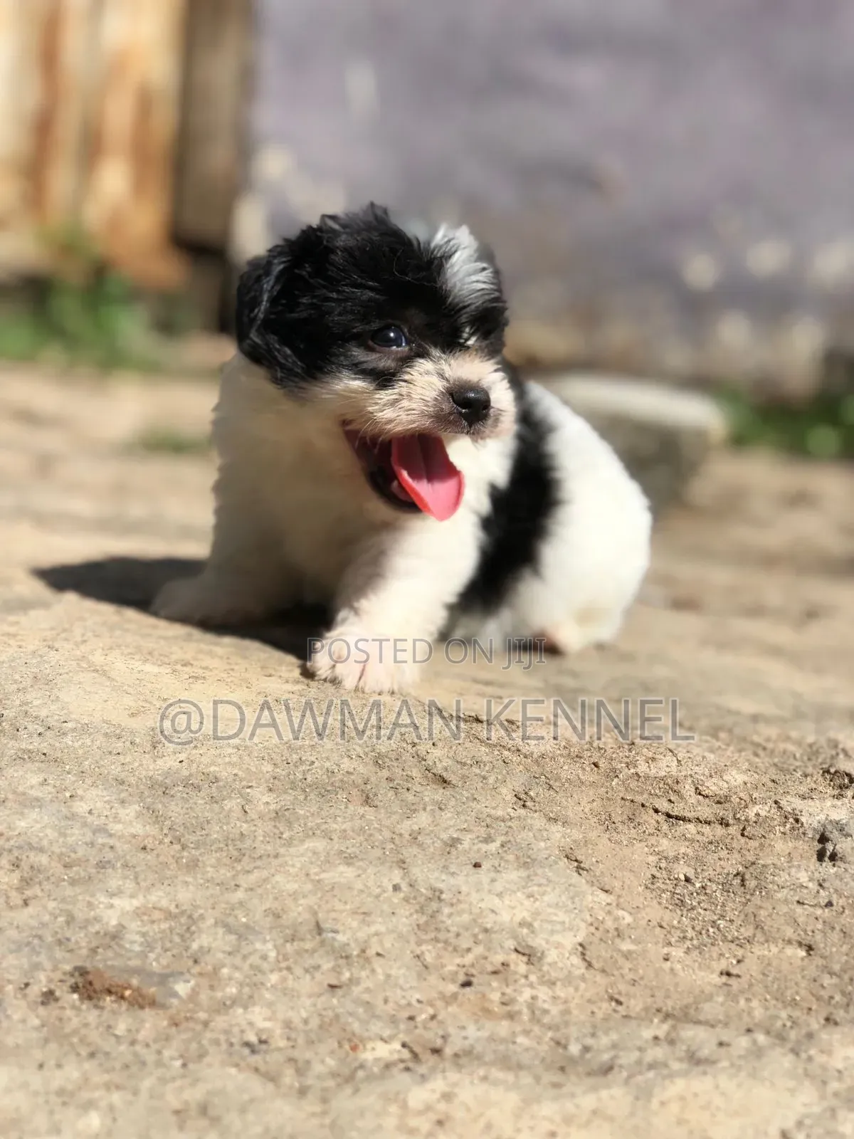 1-3 months Male Purebred Havanese