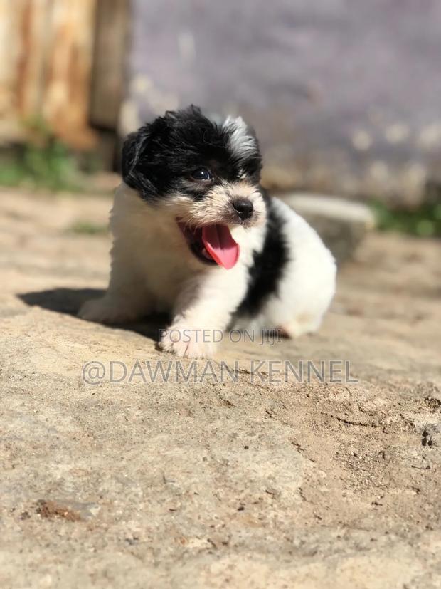 1-3 months Male Purebred Havanese - thumbnail 5