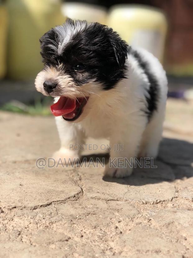 1-3 months Male Purebred Havanese - thumbnail 6