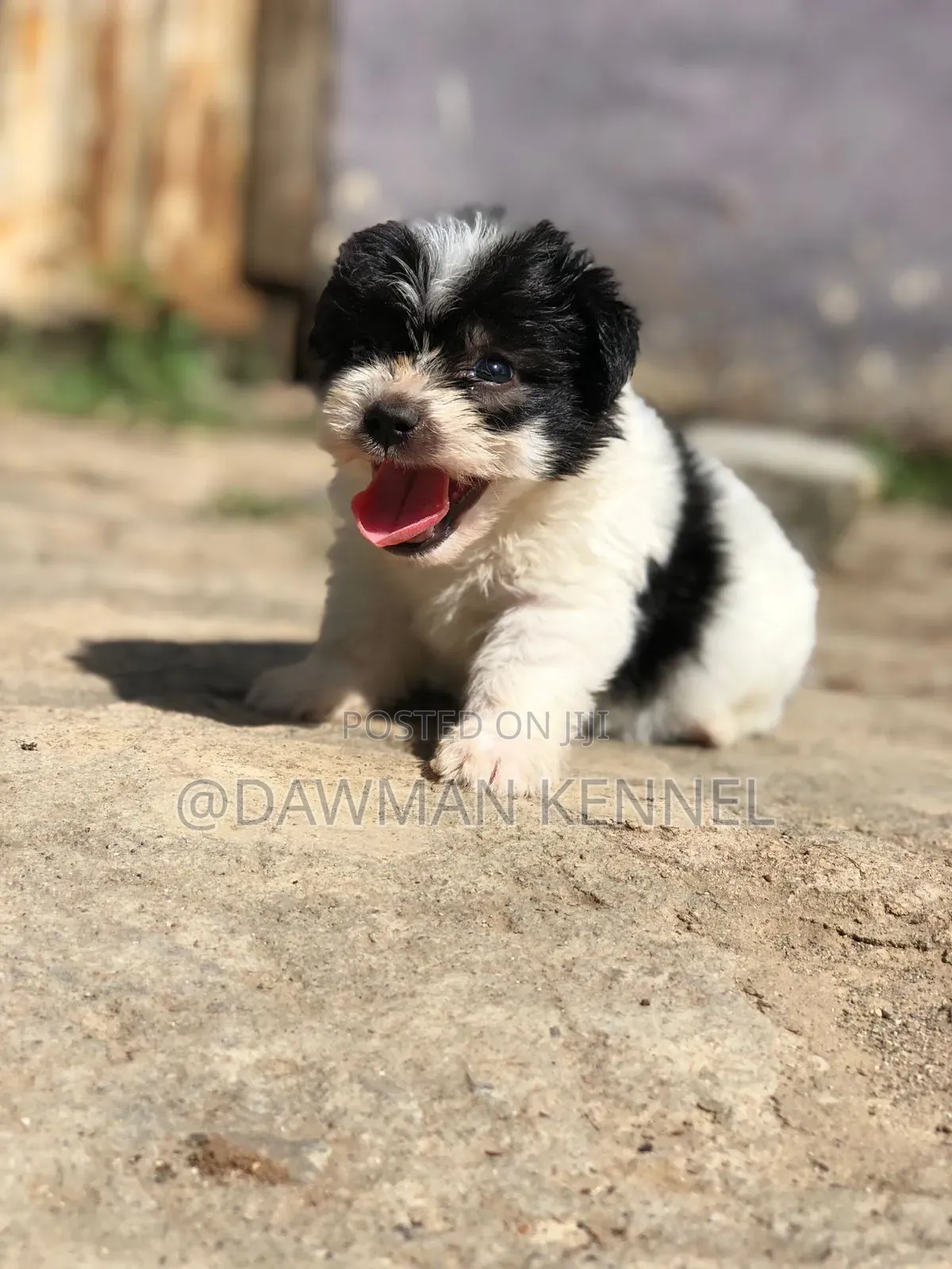 1-3 months Male Purebred Havanese
