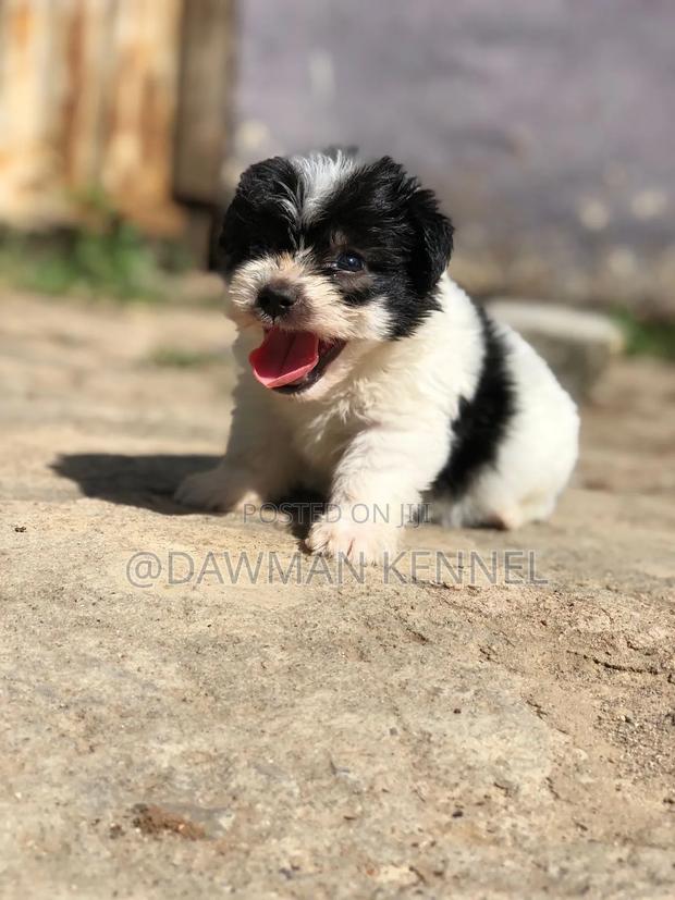 1-3 months Male Purebred Havanese - thumbnail 7