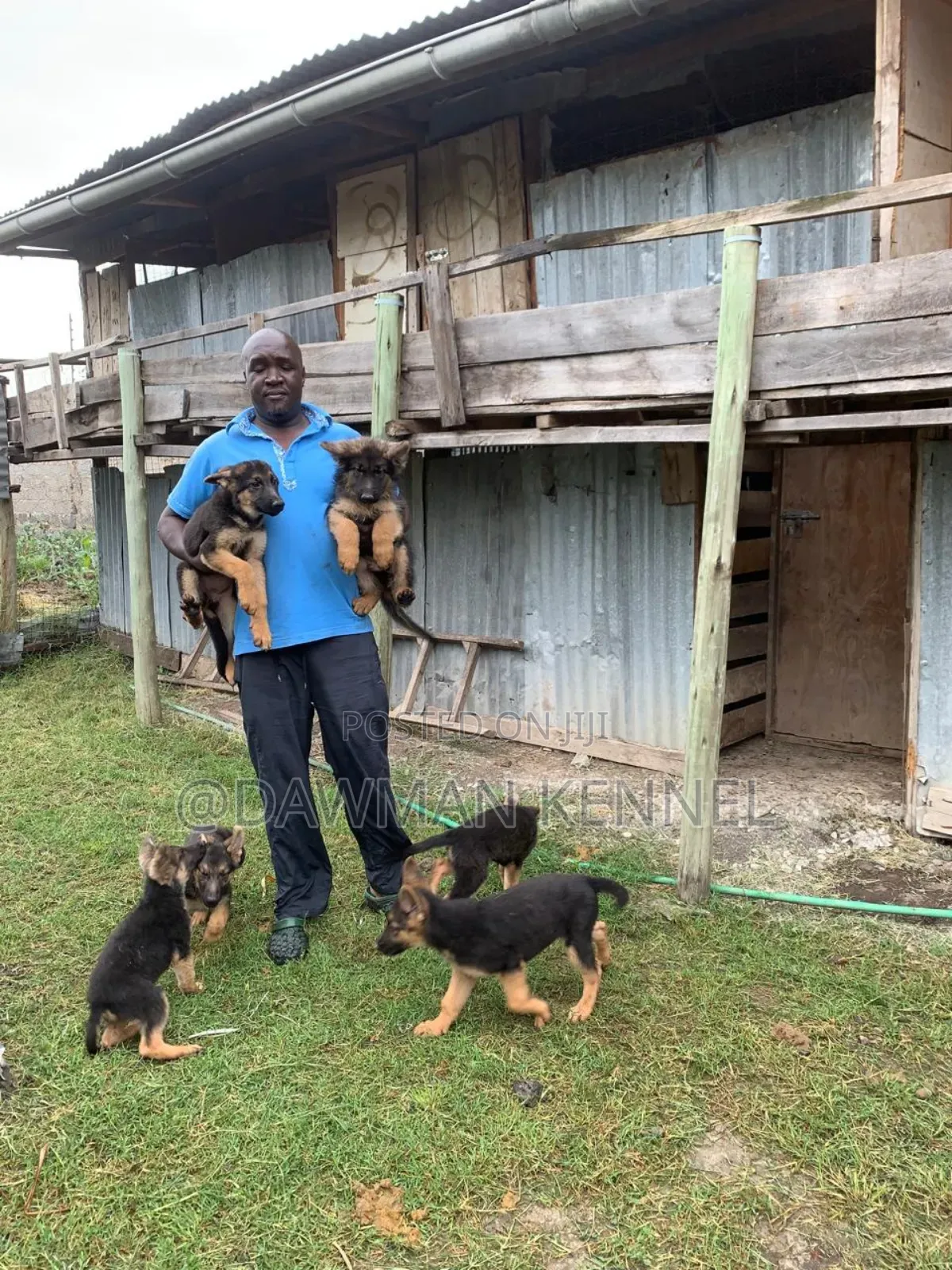 1-3 months Female Purebred German Shepherd